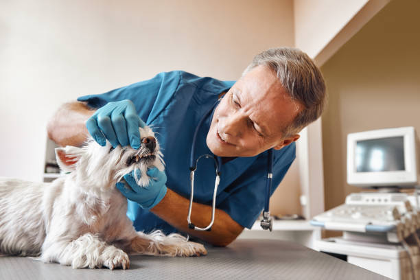 Best Emergency Denture Repair in Harrison, WI